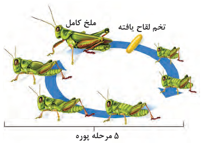 دگردیسی ناقص در ملخ