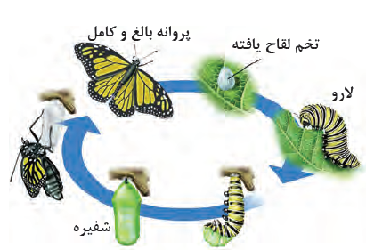 دگردیسی کامل در پروانه