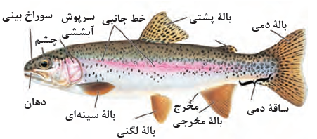 ماهی استخوانی