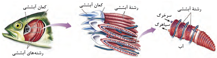 آبشش ماهی &zwnj;استخوانی