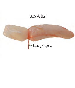 مثانه شنا