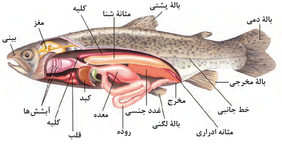 مثانه شنا در موقعیت اصلی بدن