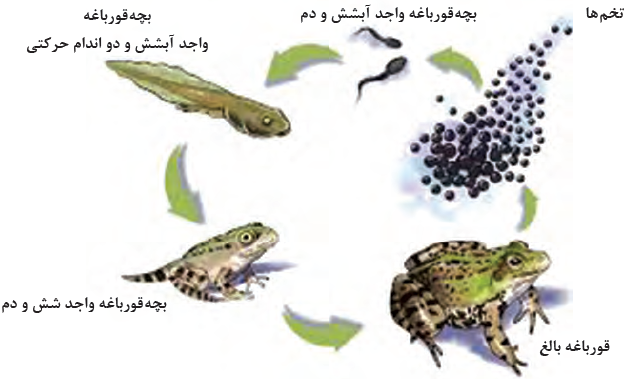 دگردیسی قورباغه