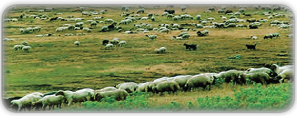 نابودی مراتع طی چرای بی&zwnj;رویۀ دام