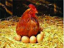 مرغ تخم&zwnj;گذار