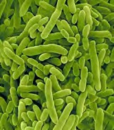 باکتری&zwnj;های مفید Pseudomonas Putida