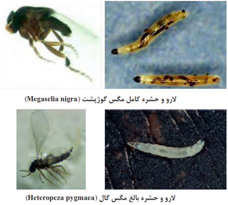 لارو و حشره بالغ مگس گال (Heteropeza pygmaea)