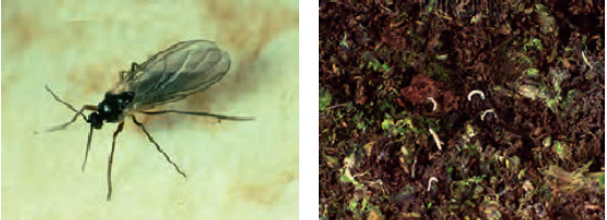لارو و حشره بالغ پشه معمولی قارچ (Lycoriella auripilla)