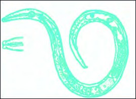 نماتد قارچ رست (Ditylenchus myceliophagus)
