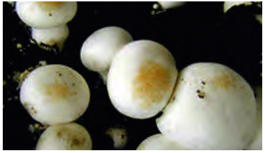 اثر کنه فلفل قرمز (Pygmephorus sellnicki) روی قارچ&zwnj;ها