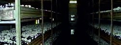 پرورش در گلخانه