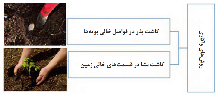 روش&zwnj;های واکاری: کاشت بذر در فواصل خالی بوته&zwnj;ها- کاشت نشا در قسمت&zwnj;های خالی زمین 