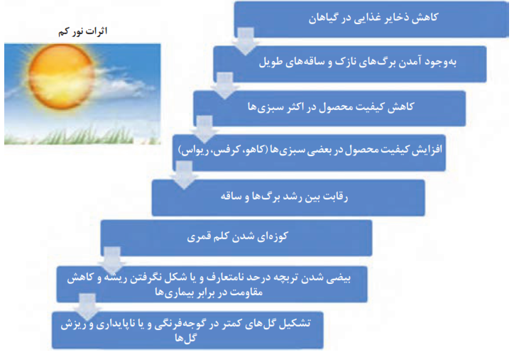 اثرات نور کم: 1- کاهش ذخایر غذایی در گیاهان 2- به وجود آمدن برگ&zwnj;های نازک و ساقه&zwnj;های طویل 3- کاهش کیفیت محصول در اکثر سبزی&zwnj;ها 4- افزایش کیفیت محصول در بعضی سبزی&zwnj;ها (کاهو- کرفس- ریواس) 5- رقابت بین رشد برگ&zwnj;ها و ساقه&zwnj;ها 6- کوزه&zwnj;ای شدن کلم قمری 7- بیضی شدن تربچه در حد نامتعارف و یا شکل نگرفتن ریشه و کاهش مقاومت در برابر بیماری&zwnj;ها 8- تشکیل گل&zwnj;های کمتر در گوجه فرنگی و یا ناپایداری و ریزش گل&zwnj;ها