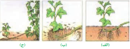 مراحل انجام خوابانیدن شاخه به روش ساده