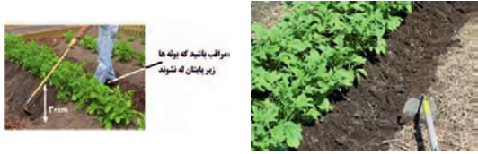 روش دستی خاک&zwnj;دهی: سعی کنید در حین کار کمرتان کمتر خم شود. برای راحتی کار باید زمین گاورو شده باشد.