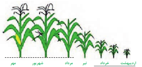 مراحل اولیة رشد گیاه اصلی