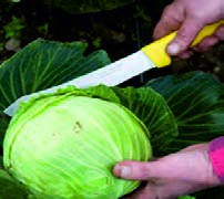 کارد برای سرزنی و برداشت کلم&zwnj;ها