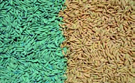 بذرهای ضدعفونی نشده (راست) و بذرهای ضدعفونی شده (چپ)