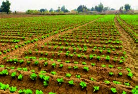 کشت کپه&zwnj;ای هندوانه در برخی از نقاط کشور