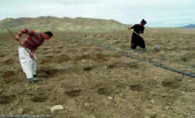 کشت نشا در داغ آب