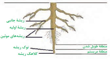 اندام&zwnj;های ریشه