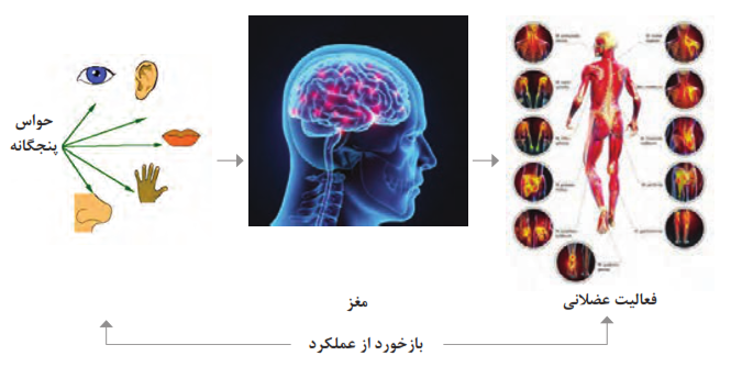 چرخه انجام کار در بدن انسان