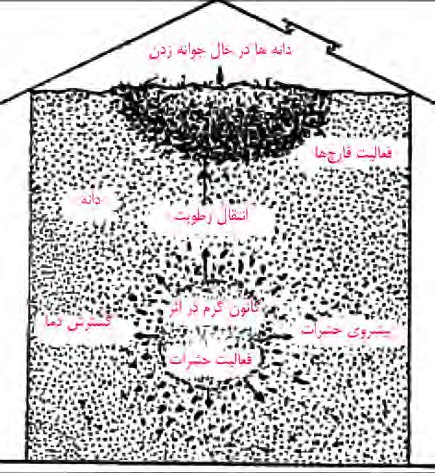 چگونگی خراب&zwnj;شدن غلات در اثر تغییر دما در انبار، جابه&zwnj;جایی رطوبت در انبار و طرز انتقال حشرات و قارچ&zwnj;ها از یک نقطه به نقطه دیگر تودۀ غله