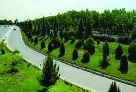 استفاده از سوزنی&zwnj;برگان در حاشیه بزرگراه&zwnj;ها