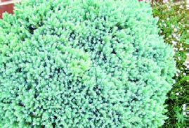 گونه&zwnj;ای سرو آبی