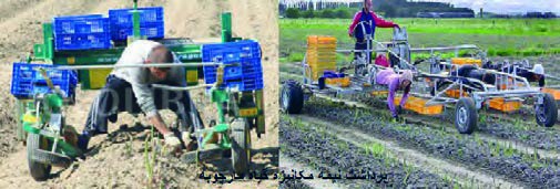 برداشت نیمه مکانیزه گیاه مارچوبه