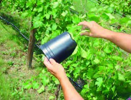 تکثیر به روش خوابانیدن شاخه