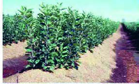 پایۀ رویشی سیب در بستر خوابانیدن (خاک اره)
