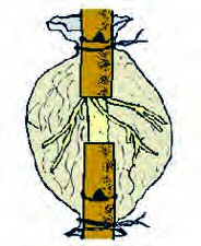 روش خوابانیدن هوایی