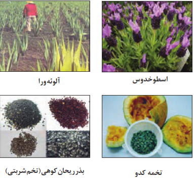 اسطوخدوس+آلوئه&zwnj;ورا+تخمه کدو+بذر ریحان کوهی (تخم شربتی)