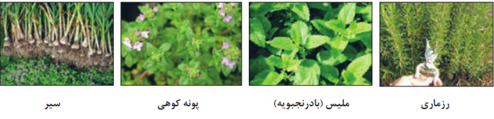 رزماری+ملیس (بادرنجبویه)+پونه کوهی+سیر