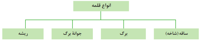 انواع قلمه&zwnj;ها: 1- ساقه (شاخه) 2- برگ 3- جوانۀ برگ 4- ریشه