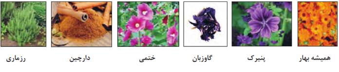 همیشه بهار پنیرک گاوزبان ختمی دارچین رزماری