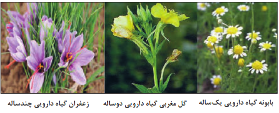 بابونه گیاه دارویی یکساله+گل مغربی گیاه دارویی دوساله+زعفران گیاه دارویی چندساله
