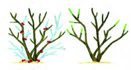 هرس شاخه