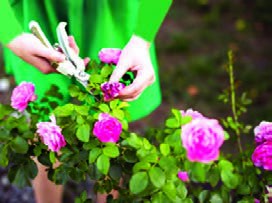 حذف گل&zwnj;های پژمرده