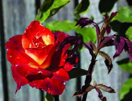 حذف گل&zwnj;های جانبی رُز برای تقویت ساقه مرکزی