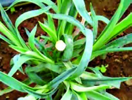 سربرداری شاخه اصلی میخک