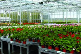  گلخانه با سقف سوله&zwnj;ای پیوسته- سکودار- با پوشش PVF