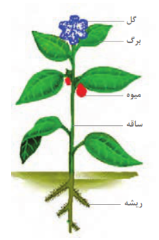 اندام&zwnj;های اصلی یک گیاه