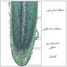 برش طولی و اجزای ریشه