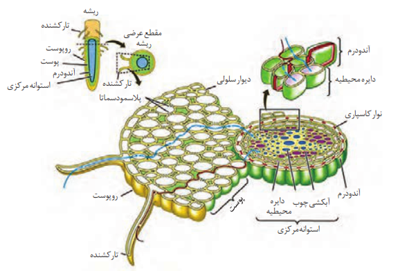 مسیر انتقال آب و مواد معدنی به درون ریشه