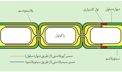دو مسیر انتقال آب و مواد غذایی در گیاه