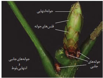 انواع جوانه در یک گیاه چوبی