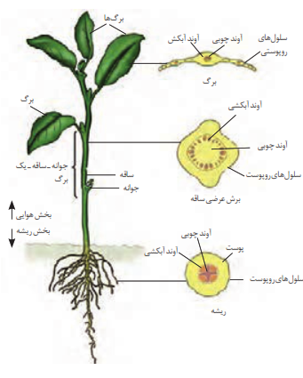 اندام&zwnj;های گیاهان دولپه&zwnj;ای و برش عرضی آ&zwnj;ن&zwnj;ها