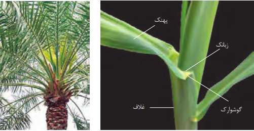 برگ و ساقه ذرت (راست) و انتهای ساقه نخل (چپ)